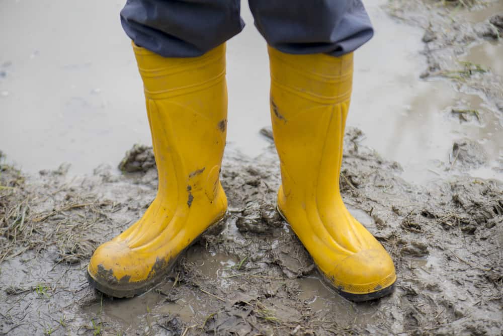 Yellow Muddy Wellington boots on wet silt